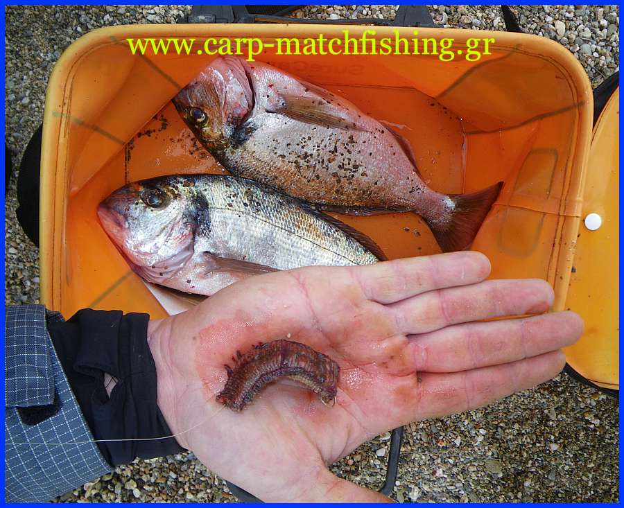 faraw-bait-tsipoures-carp-matchfishing-gr.jpg