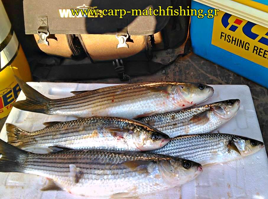 kefaloi-matchfishing-eggleziko-carpmatchfishing