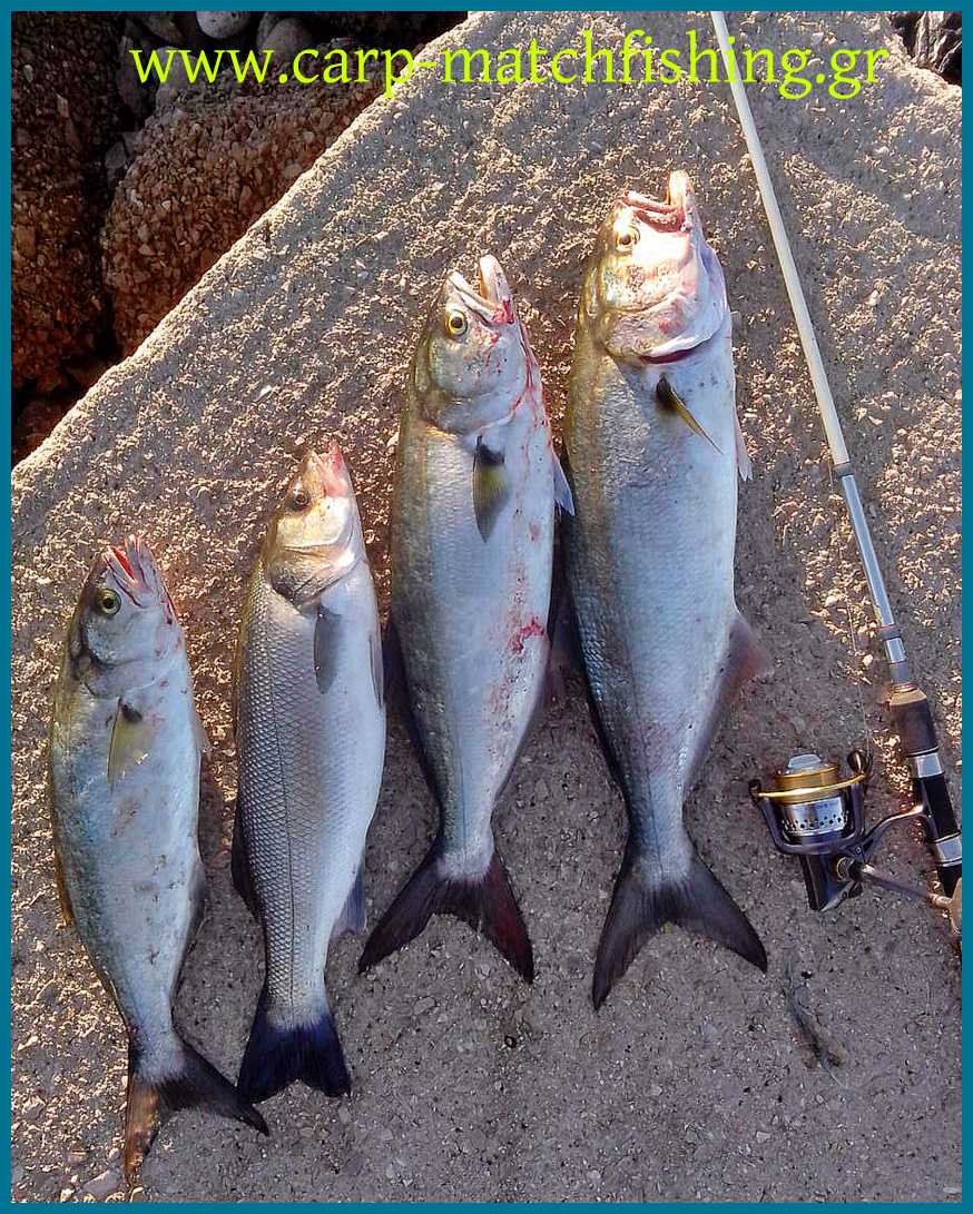 www.carp-matchfishing.gr. Spinning για γοφάρια σε δυνατά θαλάσσια ρεύματα